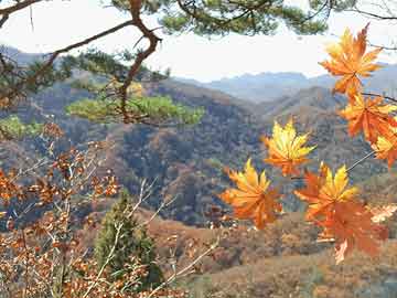 北岛康介，日本体育界的传奇人物 北岛康介