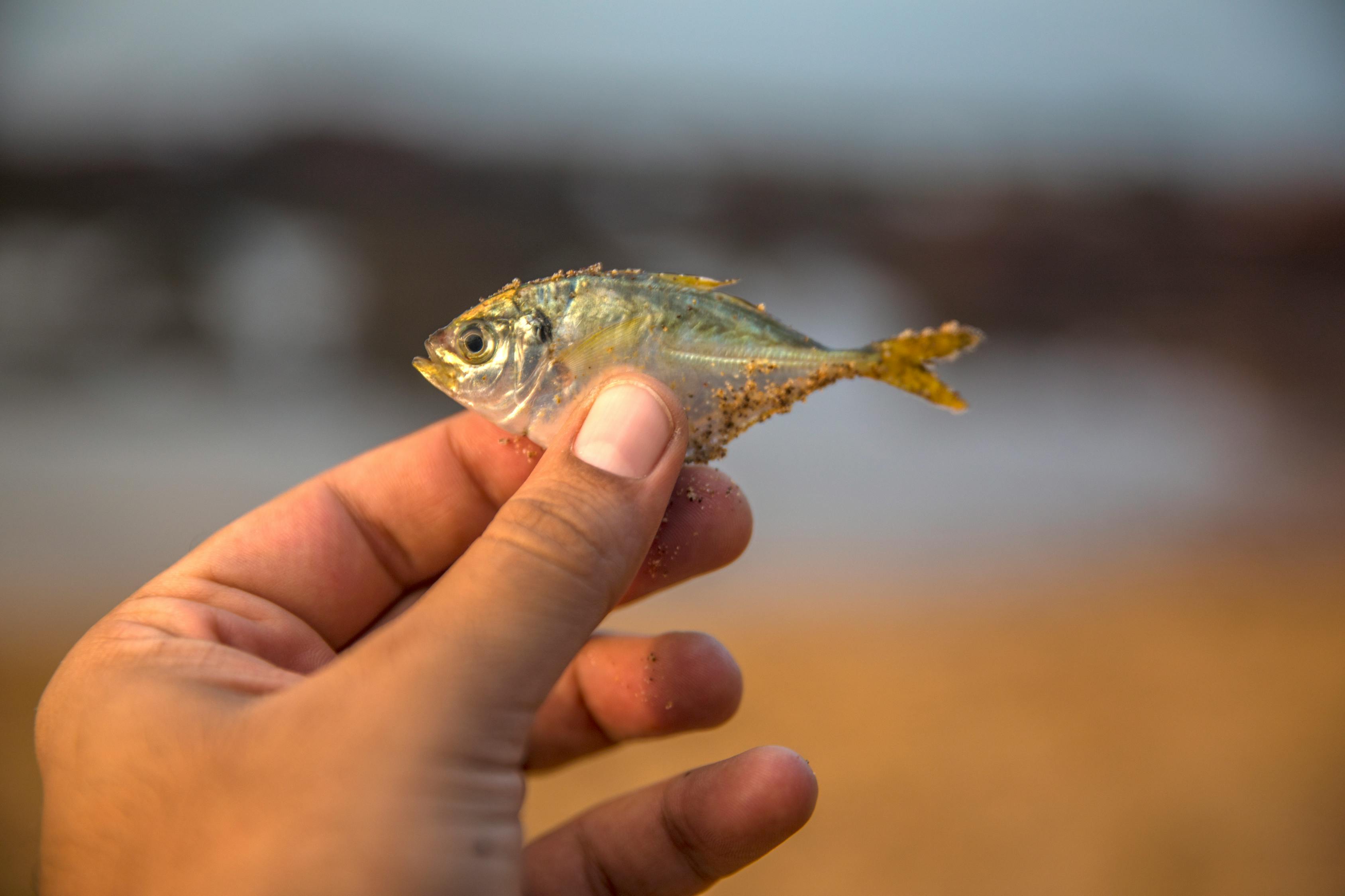 海洋的秘密使者—鱼类 鱼类