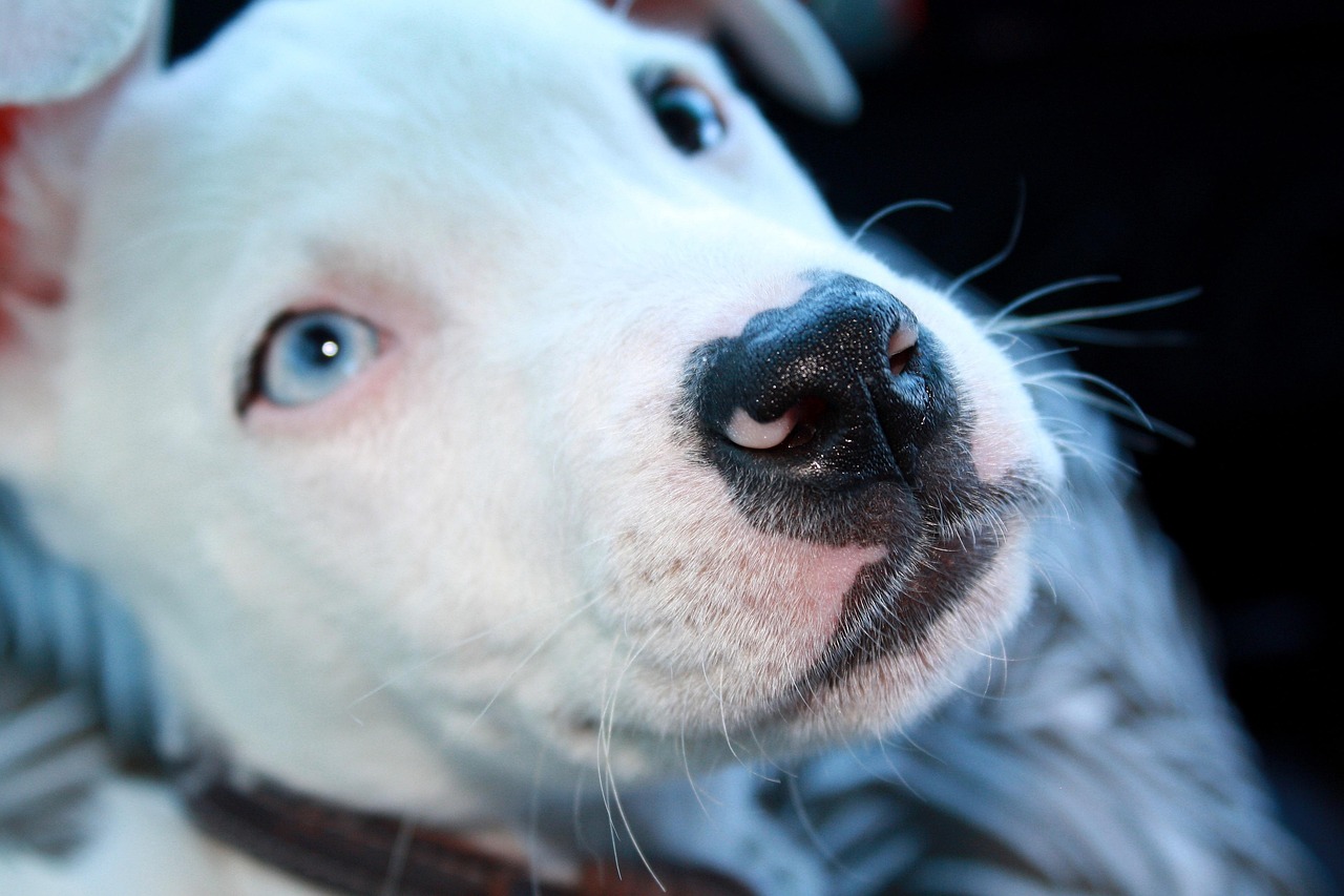 美国比特犬，一种独特的犬种 美国比特犬