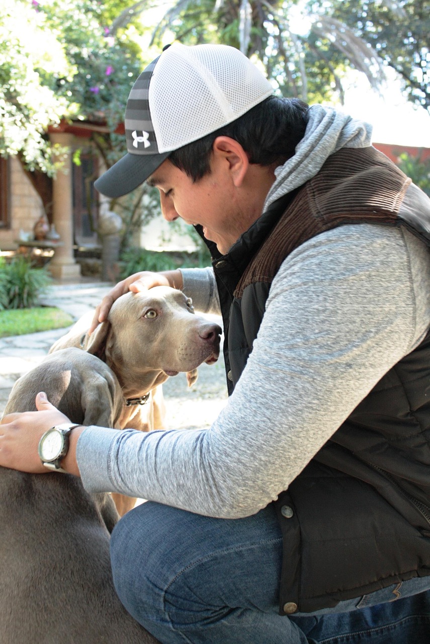 阿拉拜犬，忠诚与力量的象征 阿拉拜犬