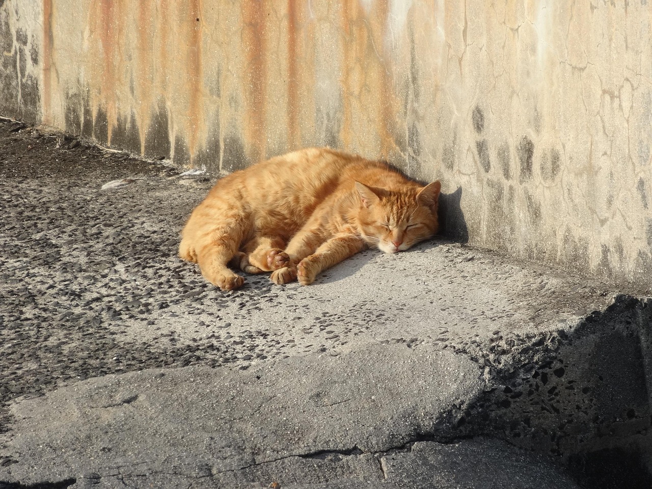 探索奇妙世界，世界上最小的猫 世界上最小的猫