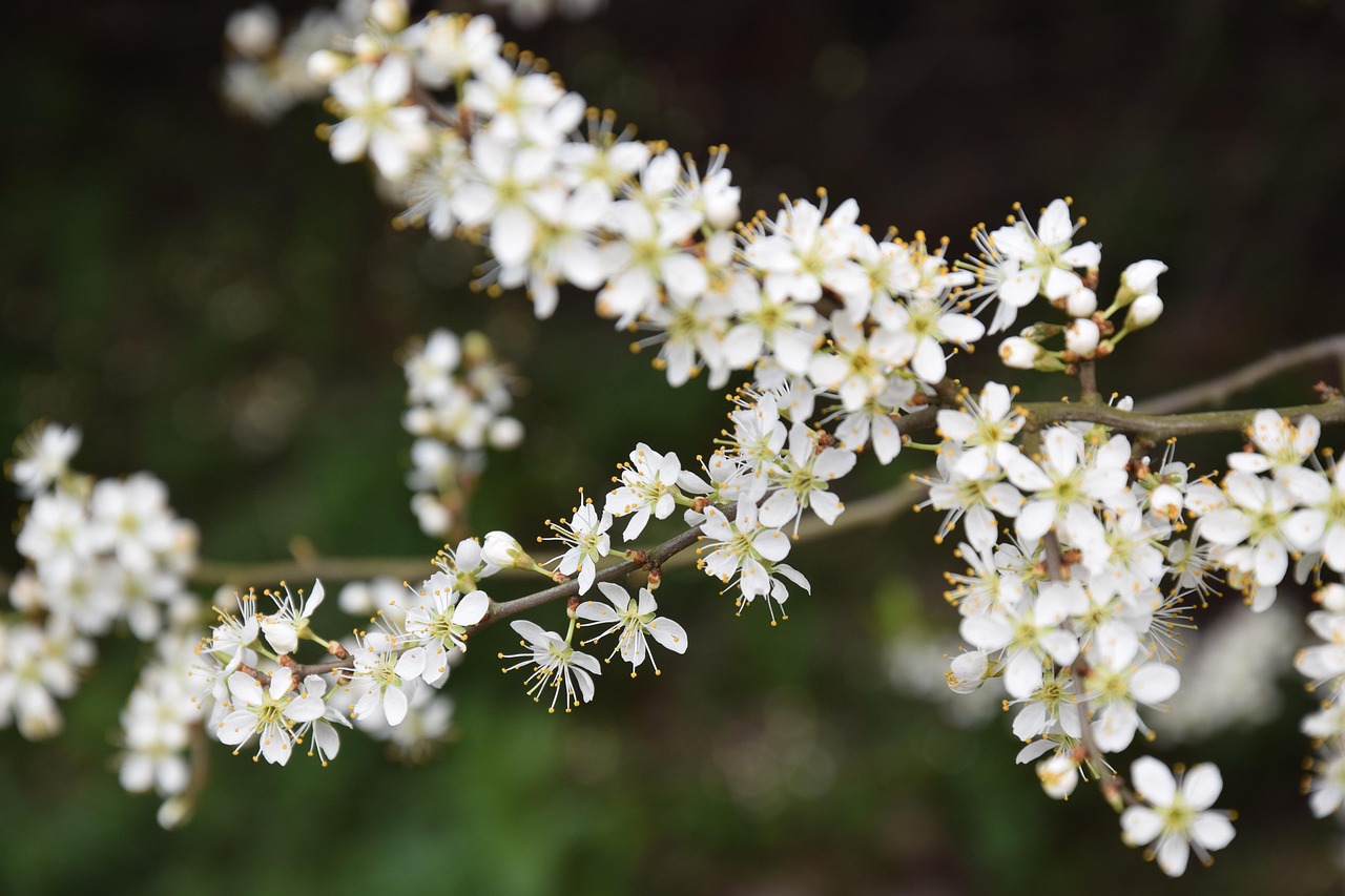 花落时节又逢君 花落时节又逢君