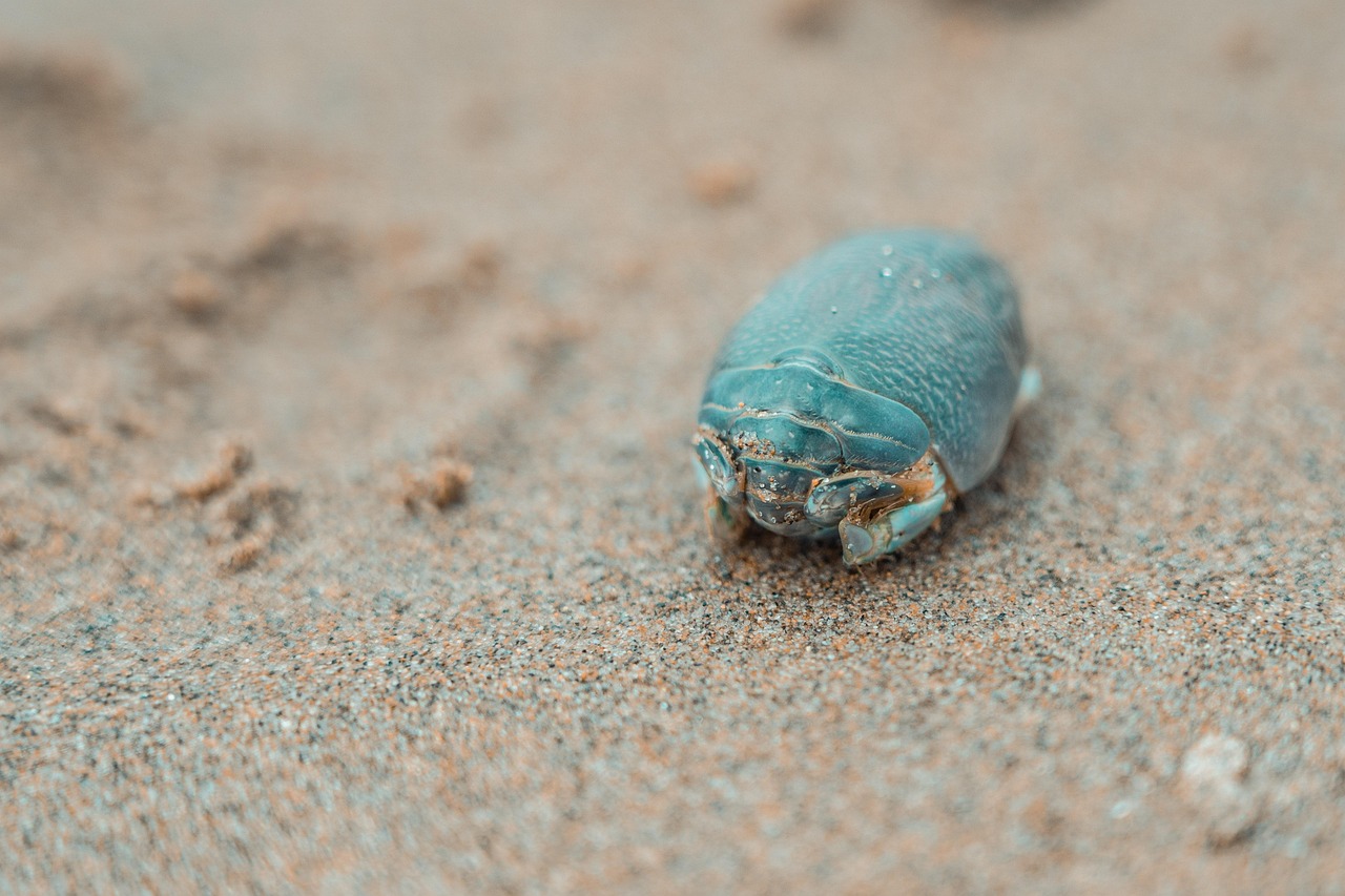 海毛虫，海洋的神秘生物 海毛虫