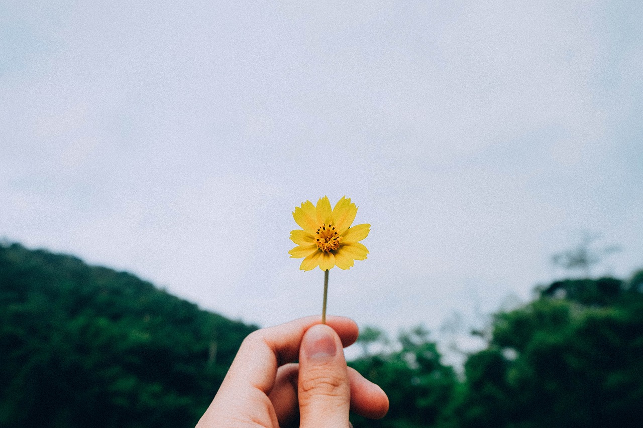 苹果的生长过程 苹果的生长过程