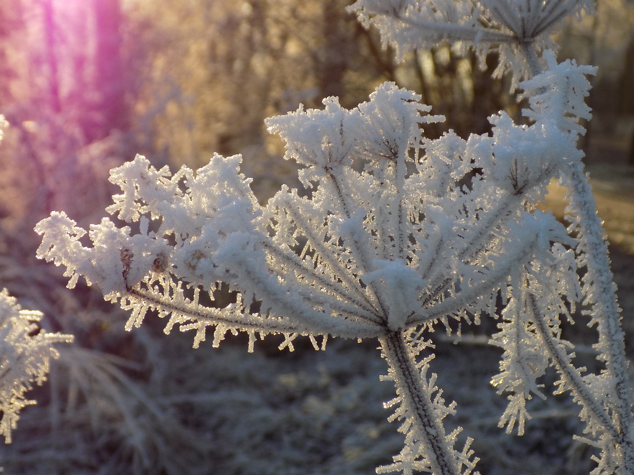 白雪红梅，冬日里的诗与画 白雪红梅