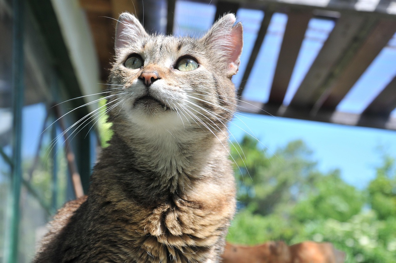 小猫驱虫的步骤与注意事项 小猫怎样驱虫